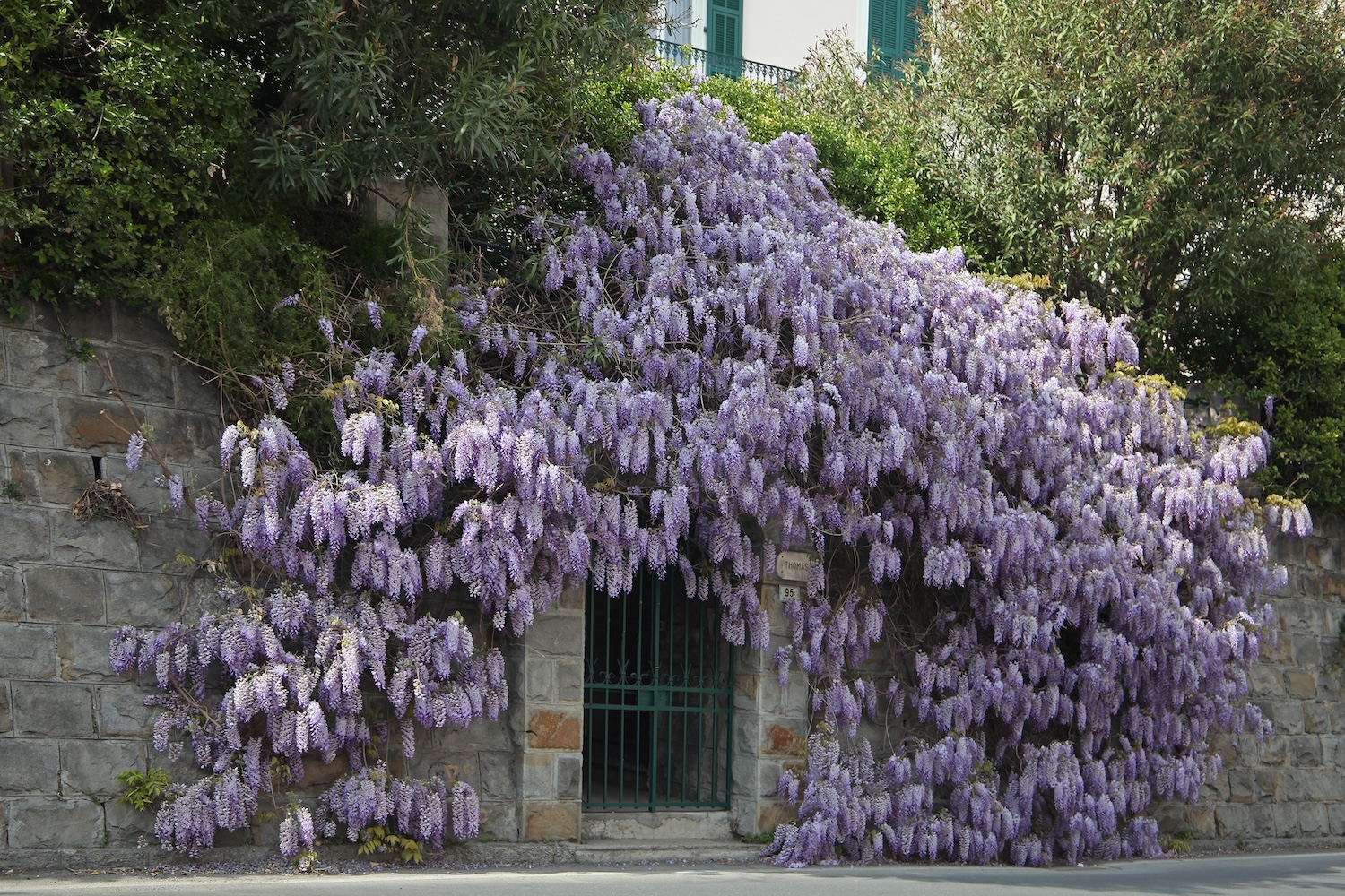 Wisteria